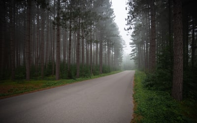白天绿树之间的道路